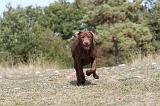 LABRADOR 090